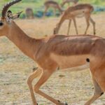 Quais São Os Animais Mais Rápidos Do Mundo?