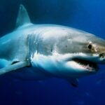 Conheça 5 Dos Animais Marinhos Mais Perigosos Do Mundo