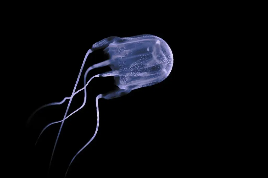 conheca 5 dos animais marinhos mais perigosos do mundo zona curiosa 4