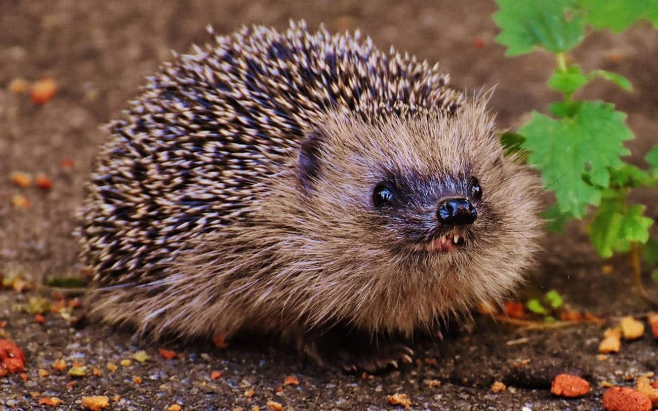 curiosidades incriveis sobre o sonic 4
