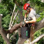o que faz um arborista