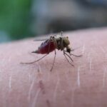 por que mosquitos proliferam no calor