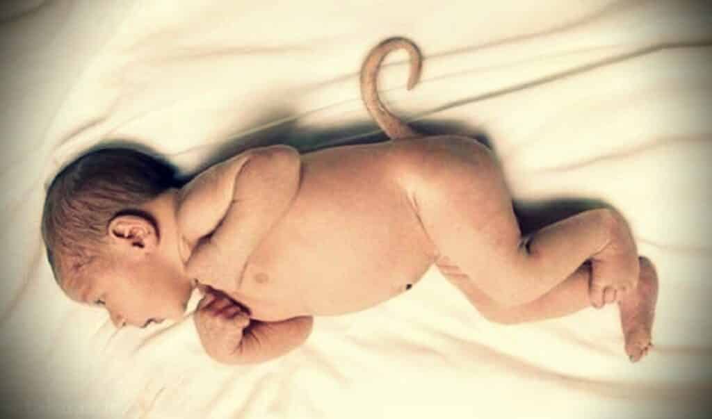 Por Que Humanos Não Têm Cauda?