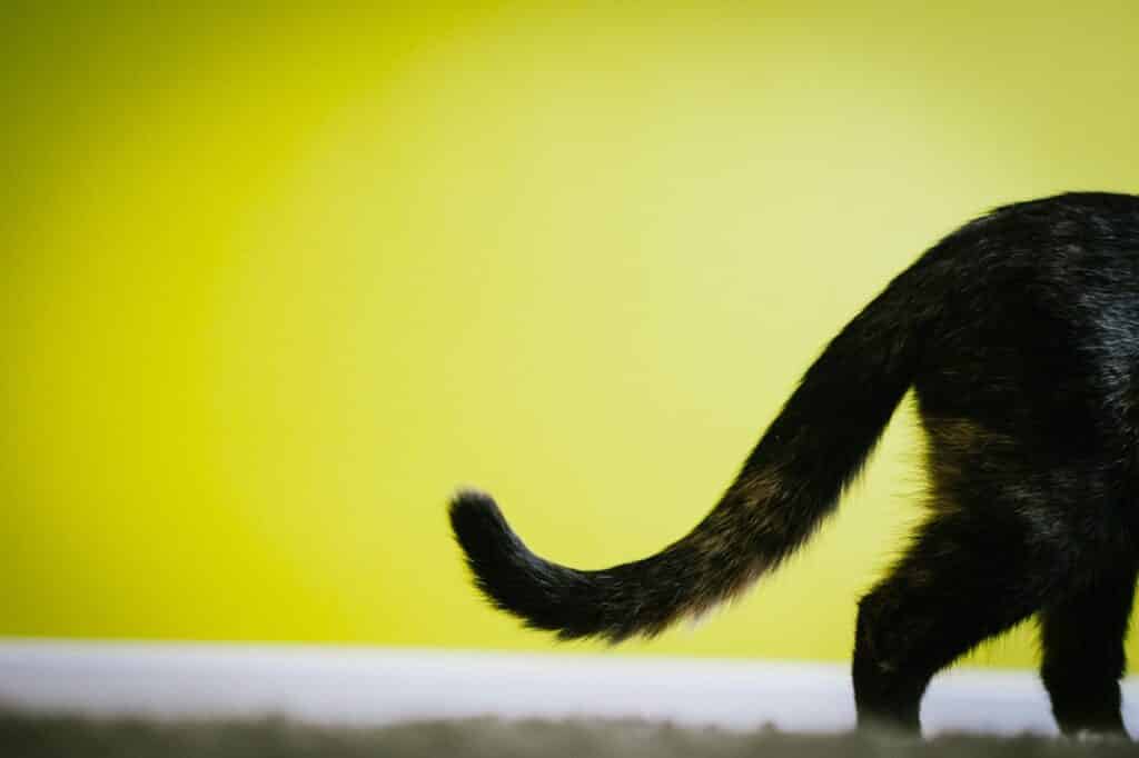 por que os humanos nao tem cauda zona curiosa 5