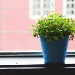 Ter plantas em casa