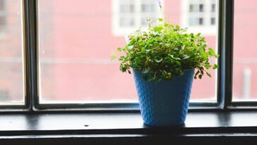 Ter plantas em casa