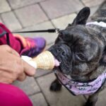 Cachorro tomando sorvete