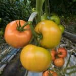 como saber se um tomate esta maduro