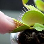 As Melhores Curiosidades Sobre As Plantas Carnívoras