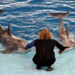 profissões para quem gosta de animais