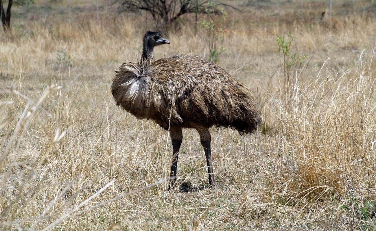 o que foi a guerra aos emus 1