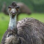 o que foi a guerra aos emus