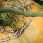 Tomates racham