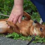 Cães gostam de carinho na barriga