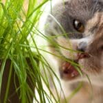 Gatos comem grama