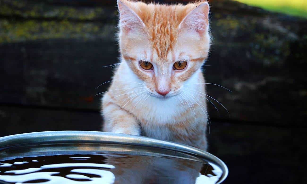 por que os gatos tem medo de agua 1