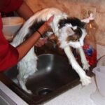 Gatos têm medo de água