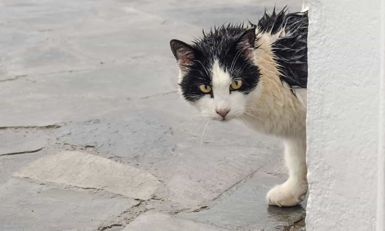 por que os gatos tem medo de agua 2