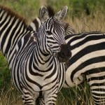 Zebras animais em extinção