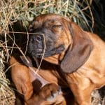 como tirar carrapato de cachorro