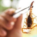 Curiosidades Sobre os Escorpiões