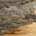 diferenca entre jacares e crocodilos