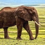 esmagamento por elefante metodo de execucao