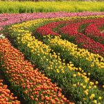 Jardim de flores