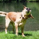 Cães molhados