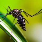Importância dos mosquitos
