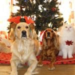 Decorações de Natal e animais