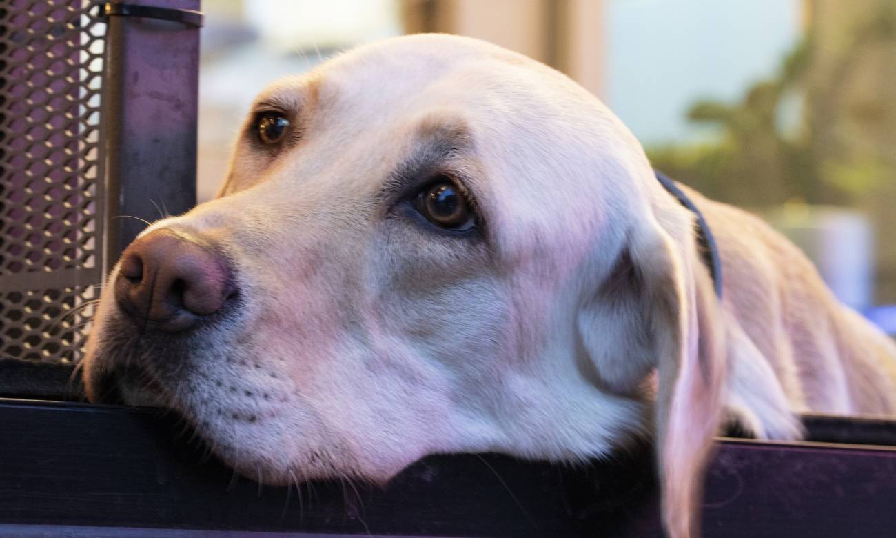 por que meu cachorro fica me encarando 1