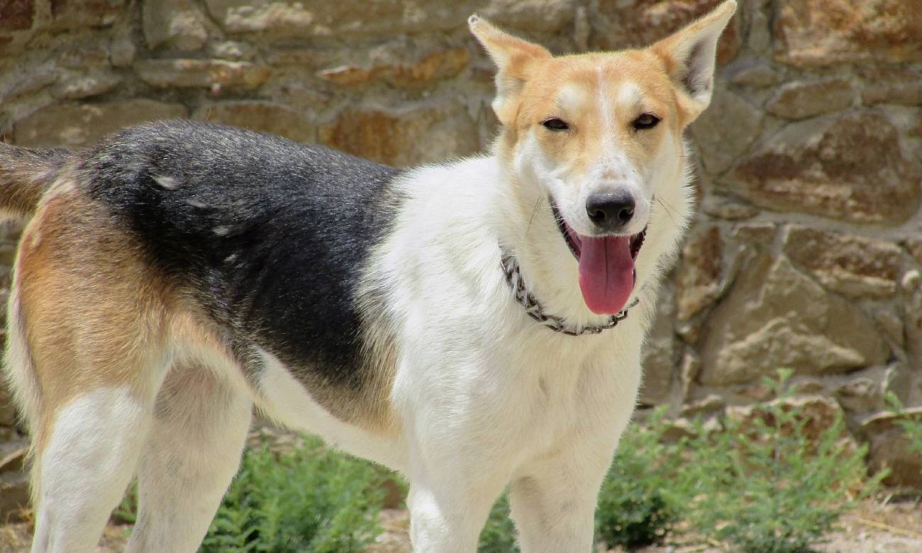 por que meu cachorro fica me encarando 3