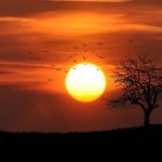 Sol