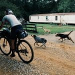 por que os cachorros correm atras de veiculos