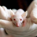 Ratos usados em experiências científicas