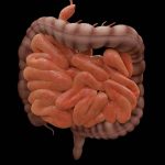 como as bacterias do intestino ajudam na digestao