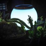 Cultivar plantas com luz artificial
