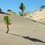 e possivel transformar um deserto em floresta
