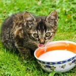 os gatos podem beber leite de vaca