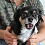 Cães têm medo de trovões