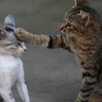 Hábitos estranhos dos gatos