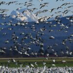 por que as aves migram