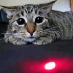 Gato e luz de laser