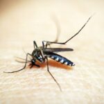 Mosquitos transmitem doenças