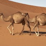 as corcovas dos camelos nao armazenam agua