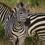 as zebras sao brancas com listras pretas ou pretas com listras brancas