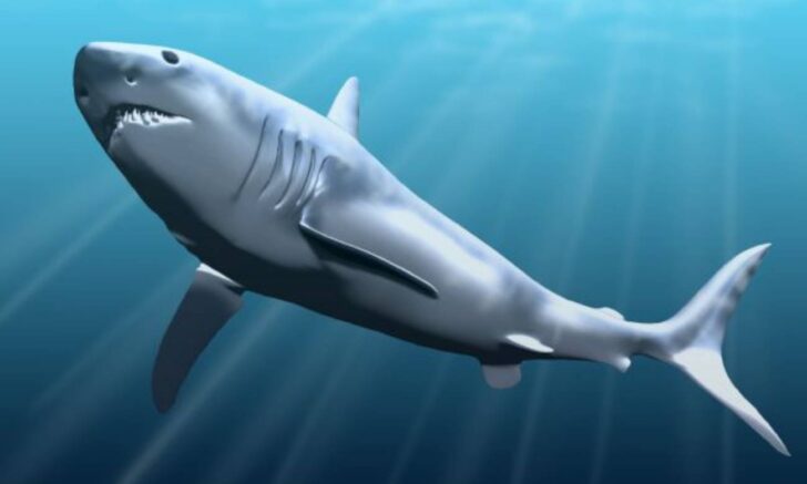 Como o megalodon foi extinto? – Zona Curiosa