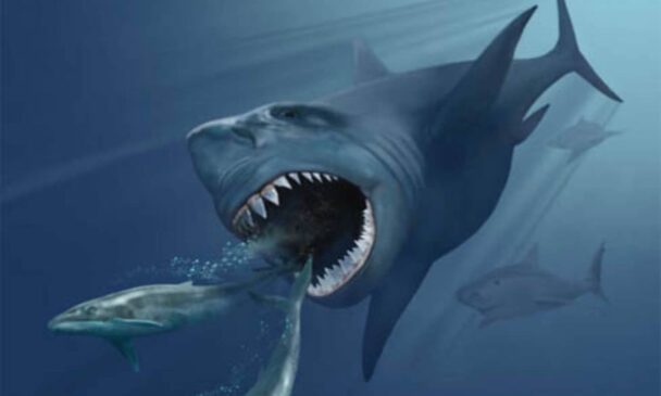 Como o megalodon foi extinto? - Zona Curiosa
