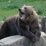 Urso pardo